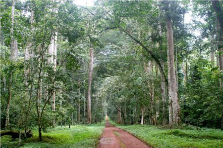 Royal Mile Budongo-Forest1